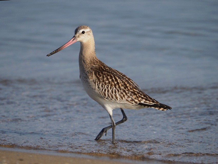 Pittima minore  (Limosa lapponica)